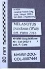 Etiketten zu Melanotus punctosus (NHMW-ZOO-COL-0007444)